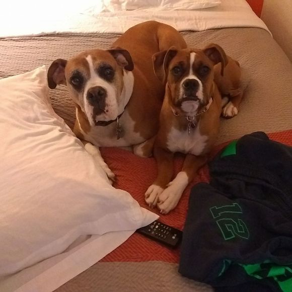 Meet your Posher, Katie - Picture 1 of 1